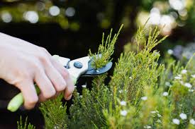 The Best Time To Prune Your Shrubs: A Homeowner's Guide header image.