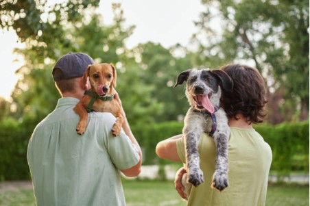 Moving with Pets header image.