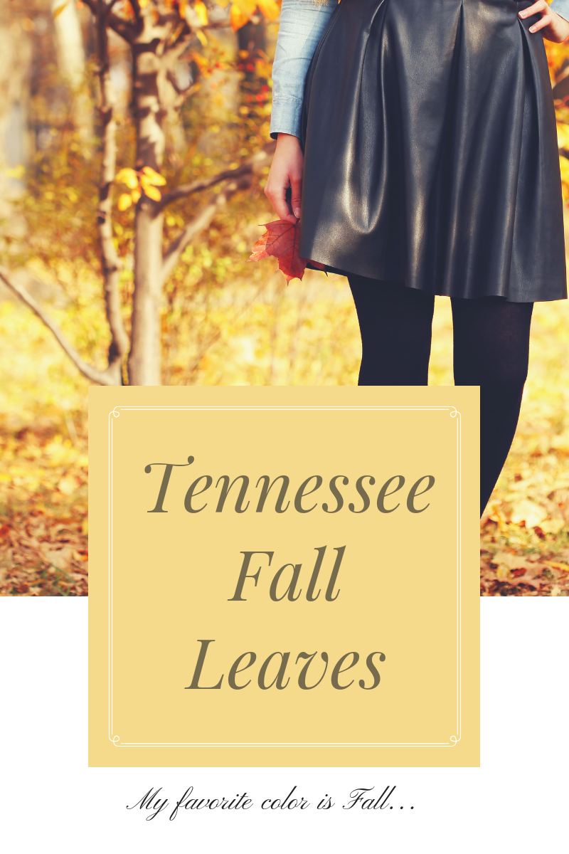 Fall leaves in Tennessee are everything! header image.