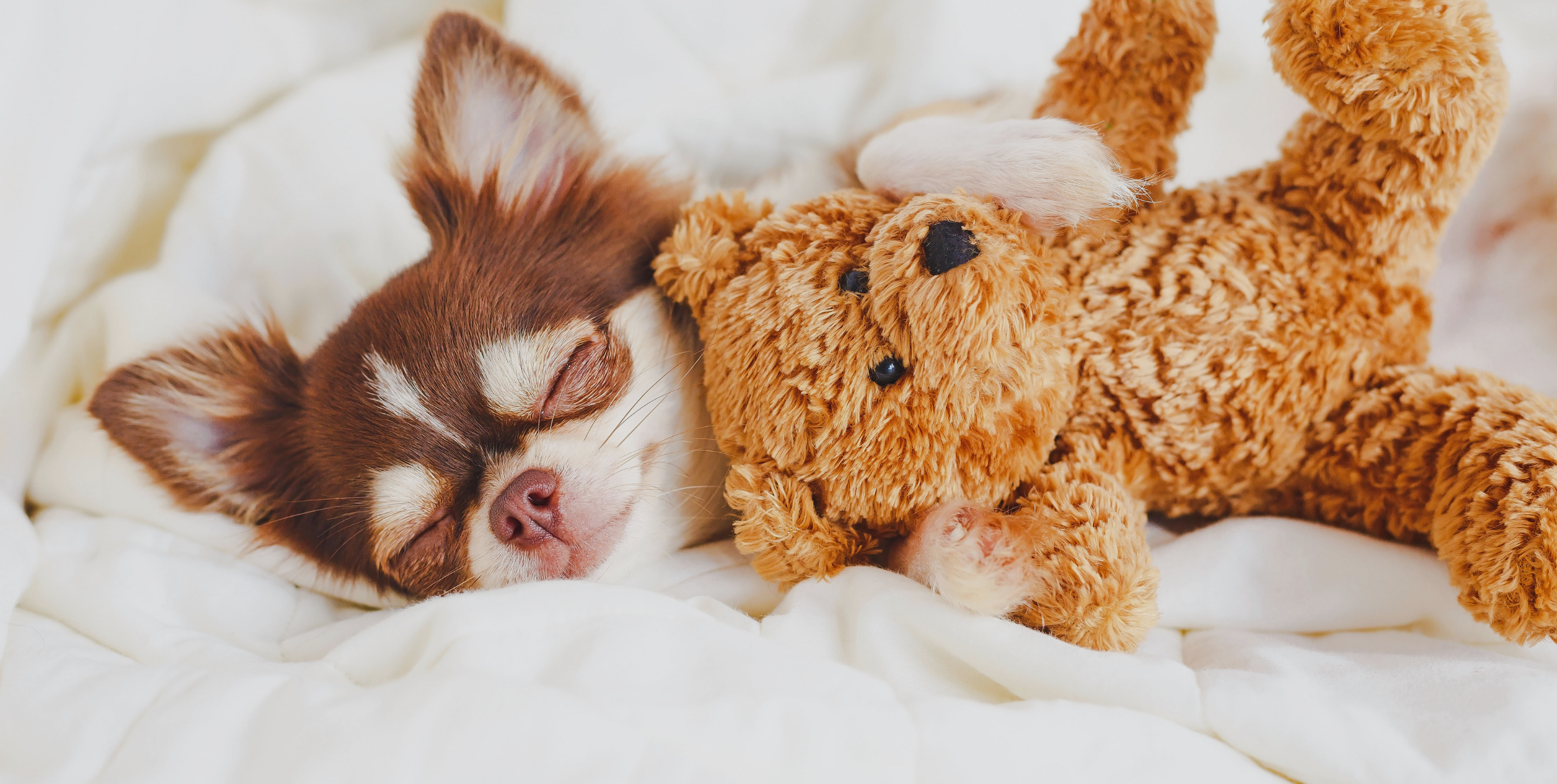 Easy Ways to Make Your Home More Pet Friendly by  HomeKeepr header image.