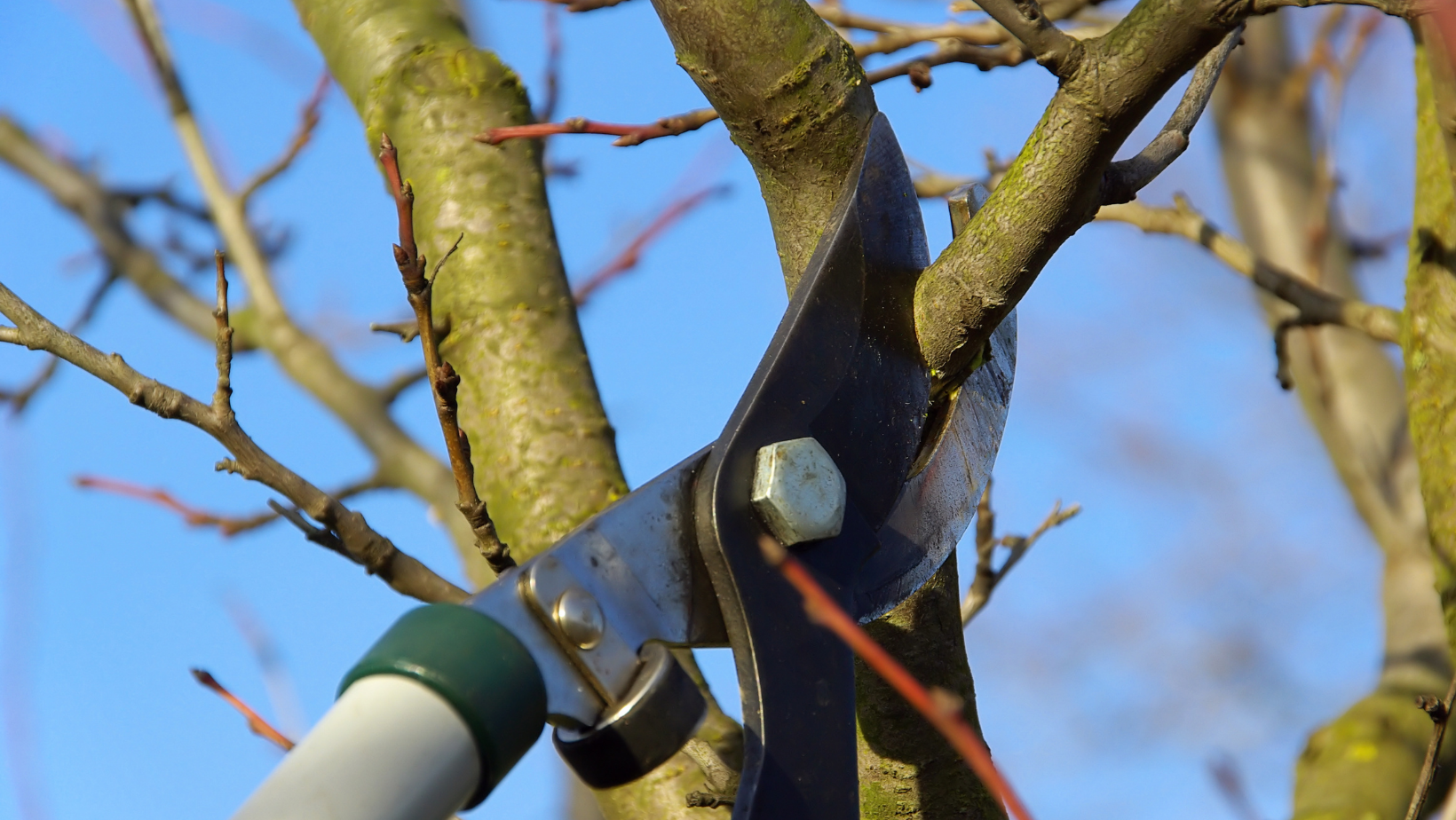 Is It Time to Cut Down Your Tree? By HomeKeepr header image.