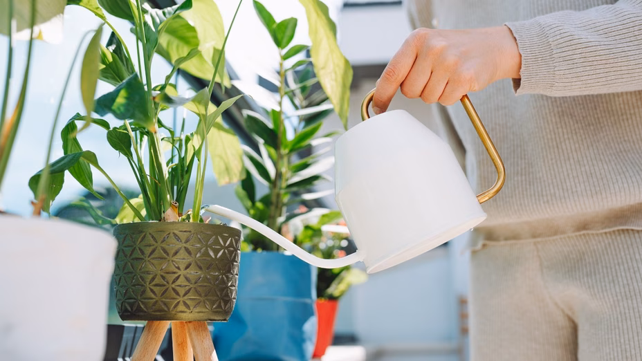 6 plantas de interior que los propietarios están añadiendo en 2026 para lograr un mejor espacio de vida Por Realtor.com header image.