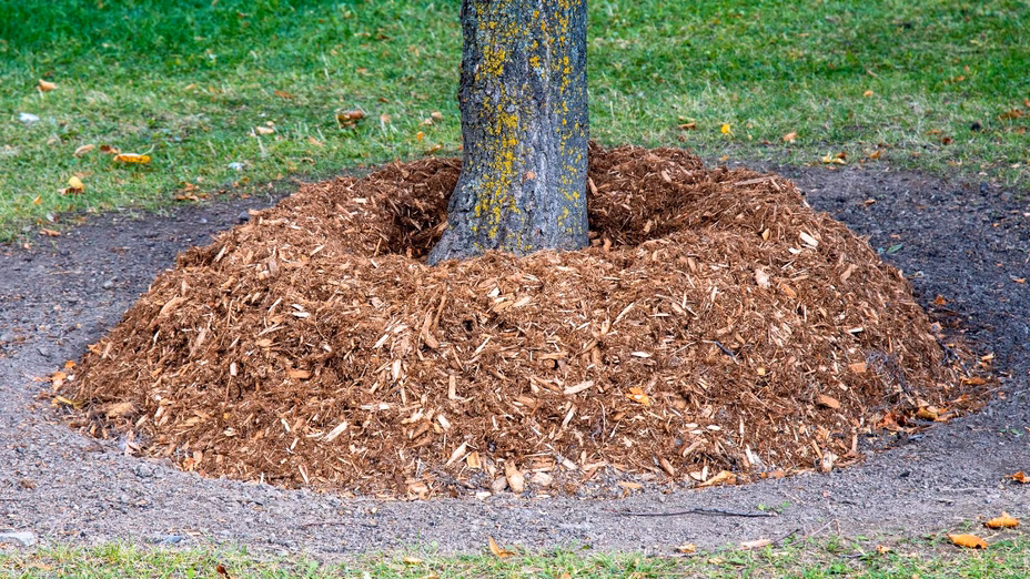 Mulch Volcanoes: How One Landscaping Mistake Can Damage Your Trees and Curb Appeal By Realtor.com header image.