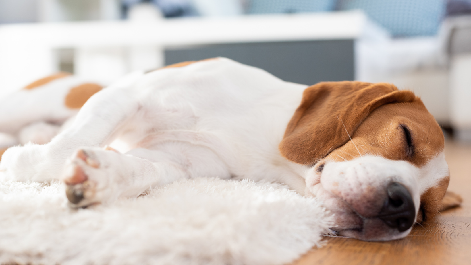 Make Your Home More Pet Friendly By HomeKeepr header image.