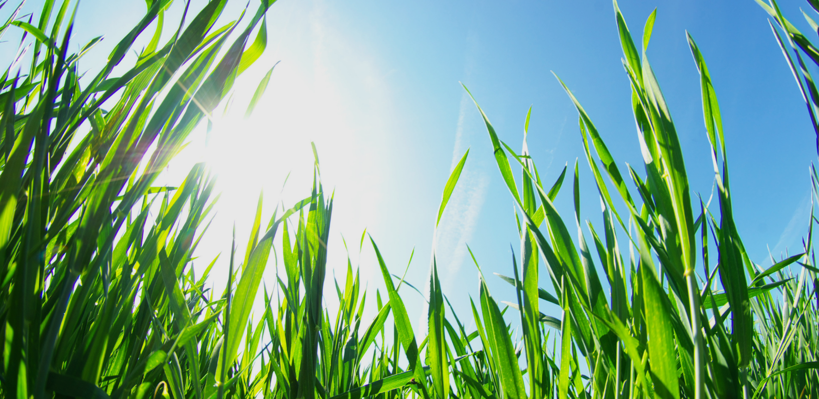 Let Your Lawn Grow! By HomeKeepr header image.