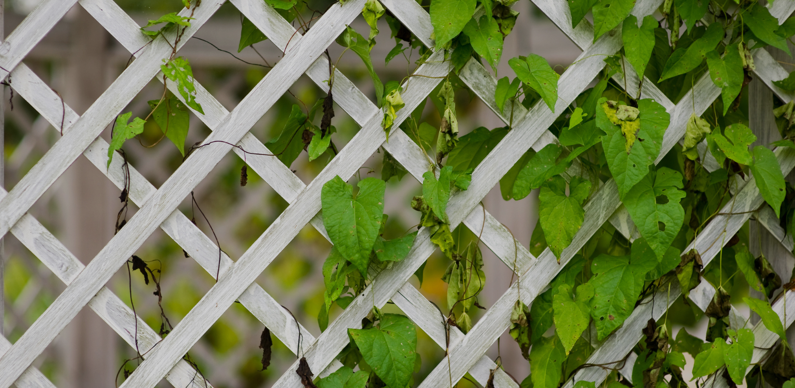 Trellising 101: Climb, Plant, Climb! By HomeKeepr header image.