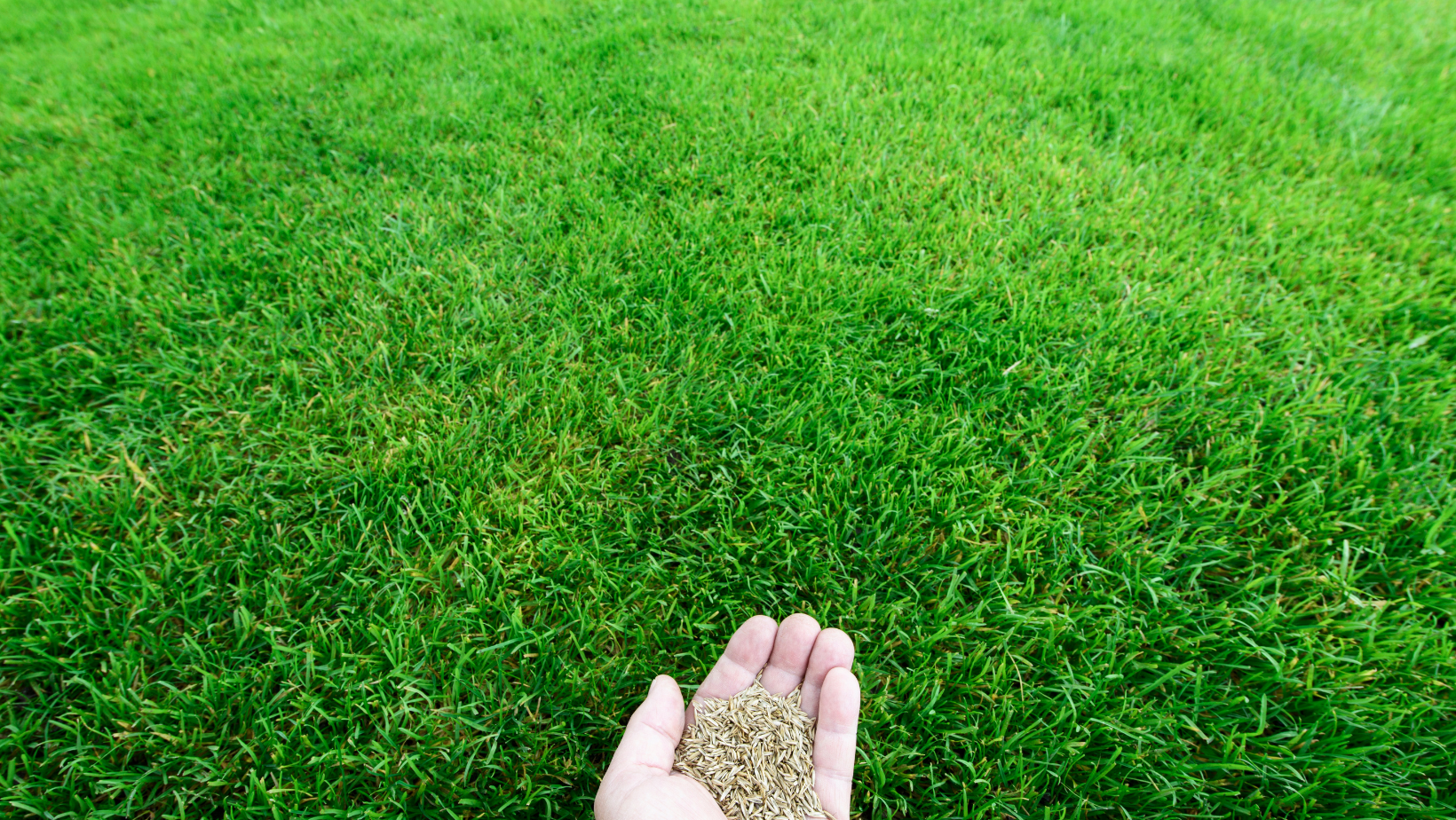 Can I Reseed My Lawn in Winter? By HomeKeepr header image.