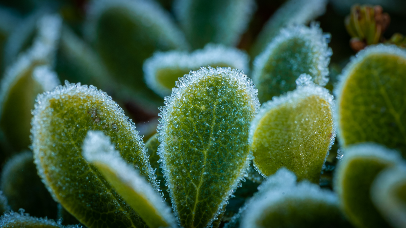 Protect Your Outdoor Plants From Frosts and Freezes By HomeKeepr header image.