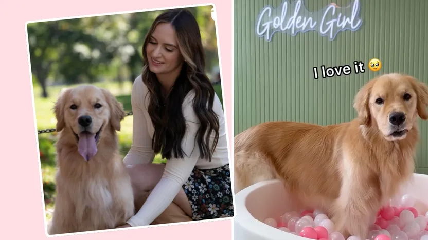 Dog Owner Spends $1,000 To Transform Spare Bedroom Into an Oasis for Her Pet By Realtor.com header image.