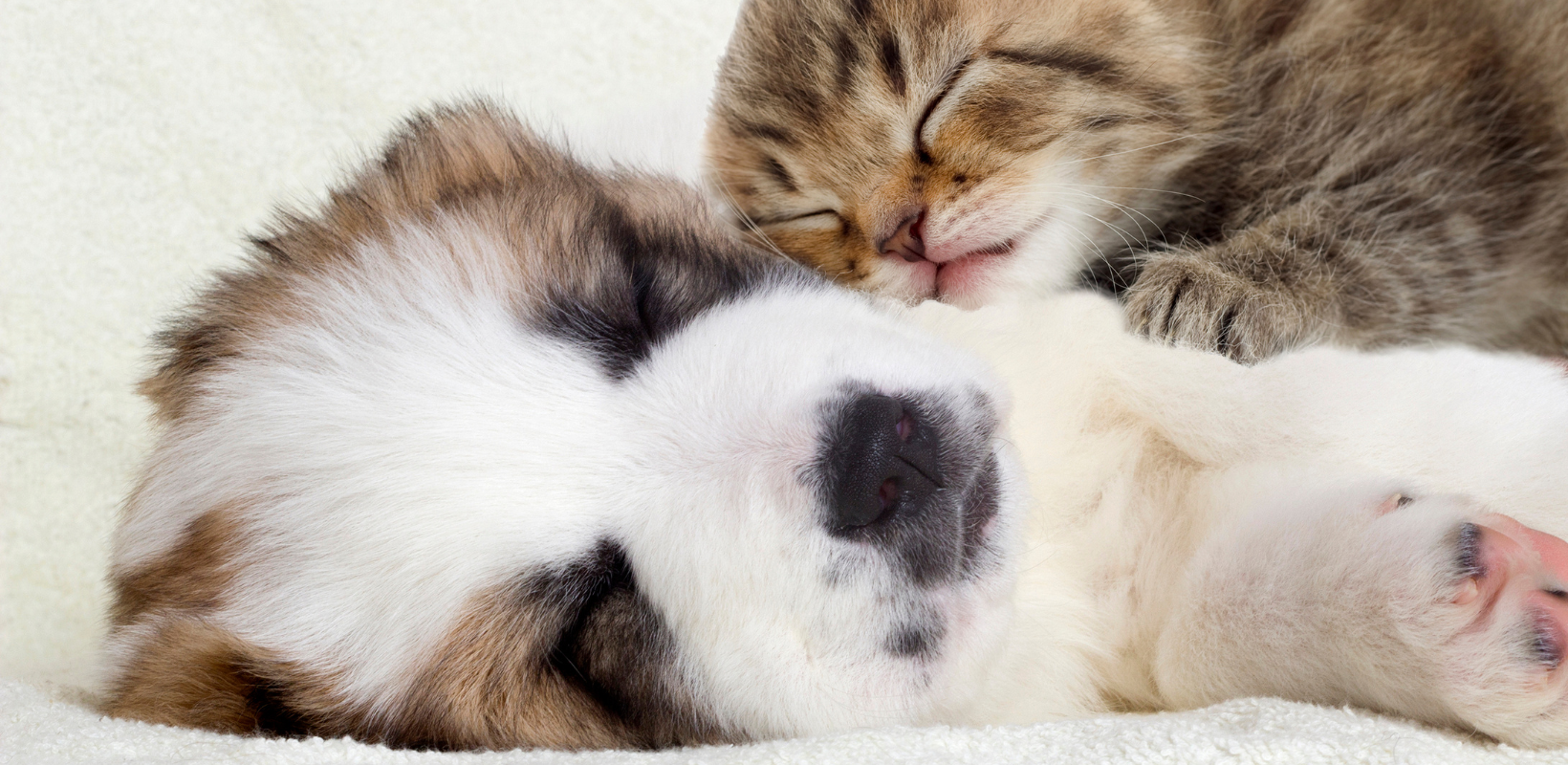 Make Your Home Pet-Friendly By HomeKeepr header image.