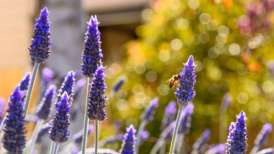 Your Garden’s Secret Weapon: The Plant Every Homeowner Should Grow By Realtor.com header image.