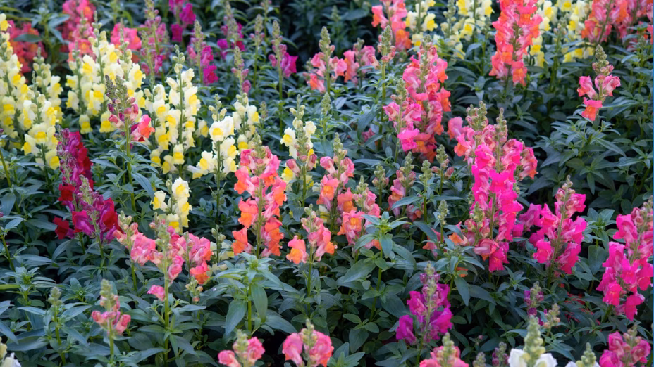 Native Plants: How Going Local While Landscaping Can Cut Your Costs and Attract Buyers By Realtor.com header image.