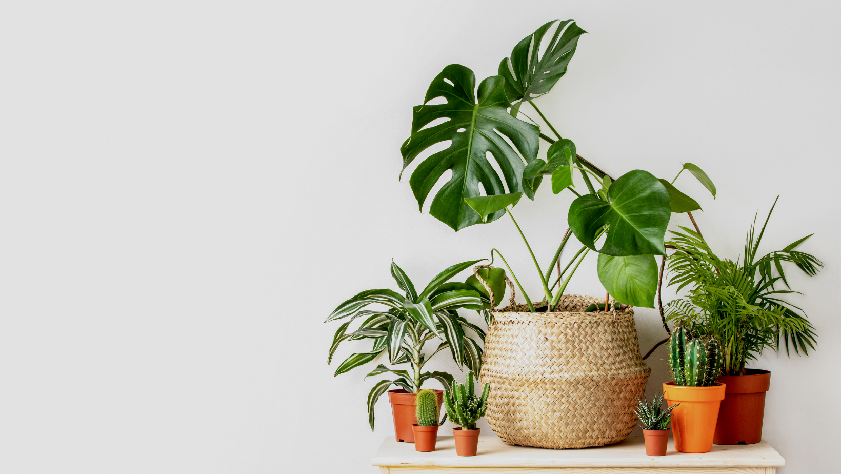 Do Plants Help Sell a Home? By HomeKeepr header image.
