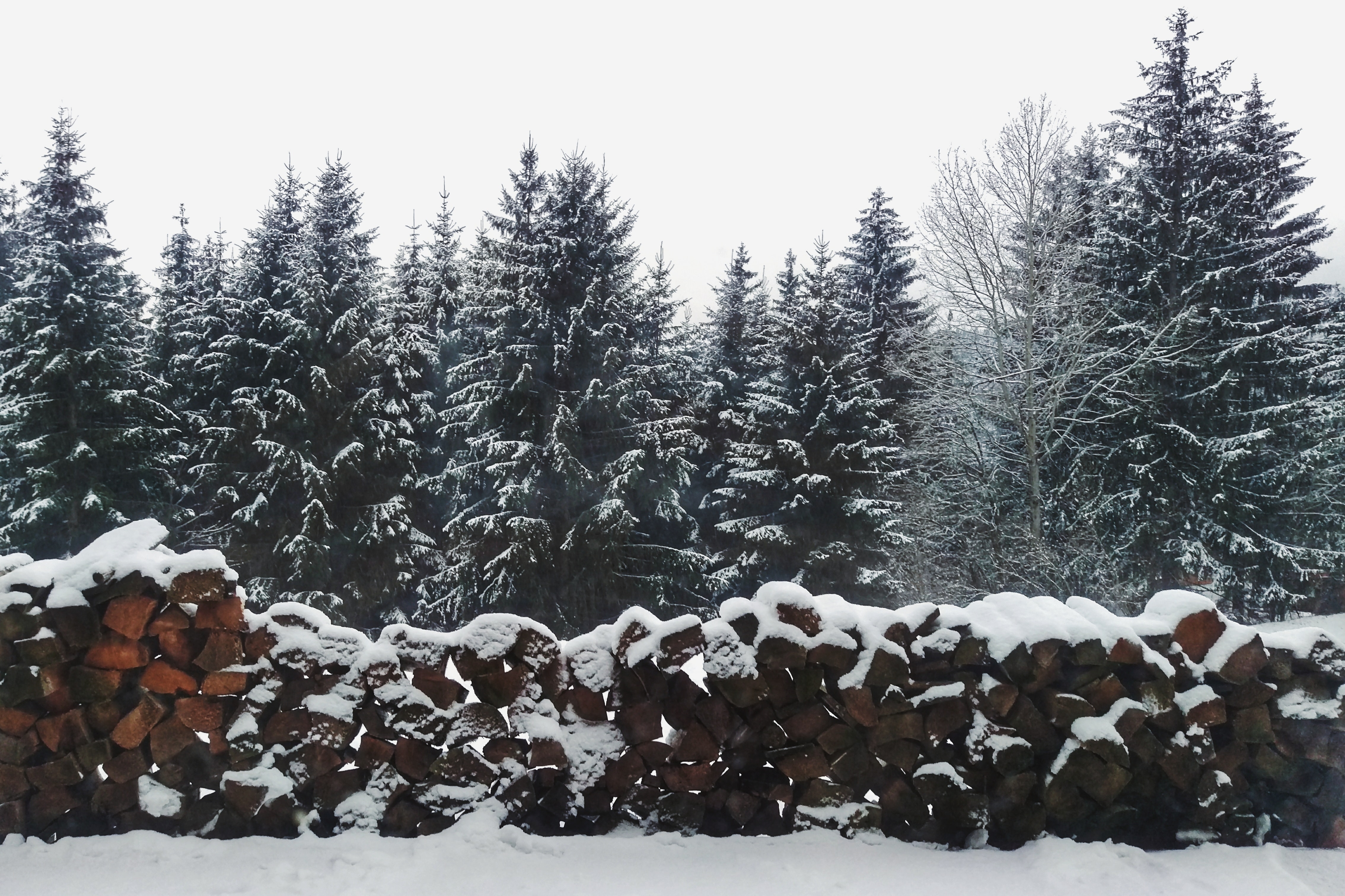 Choose and Cut Season and the White House Christmas Tree header image.