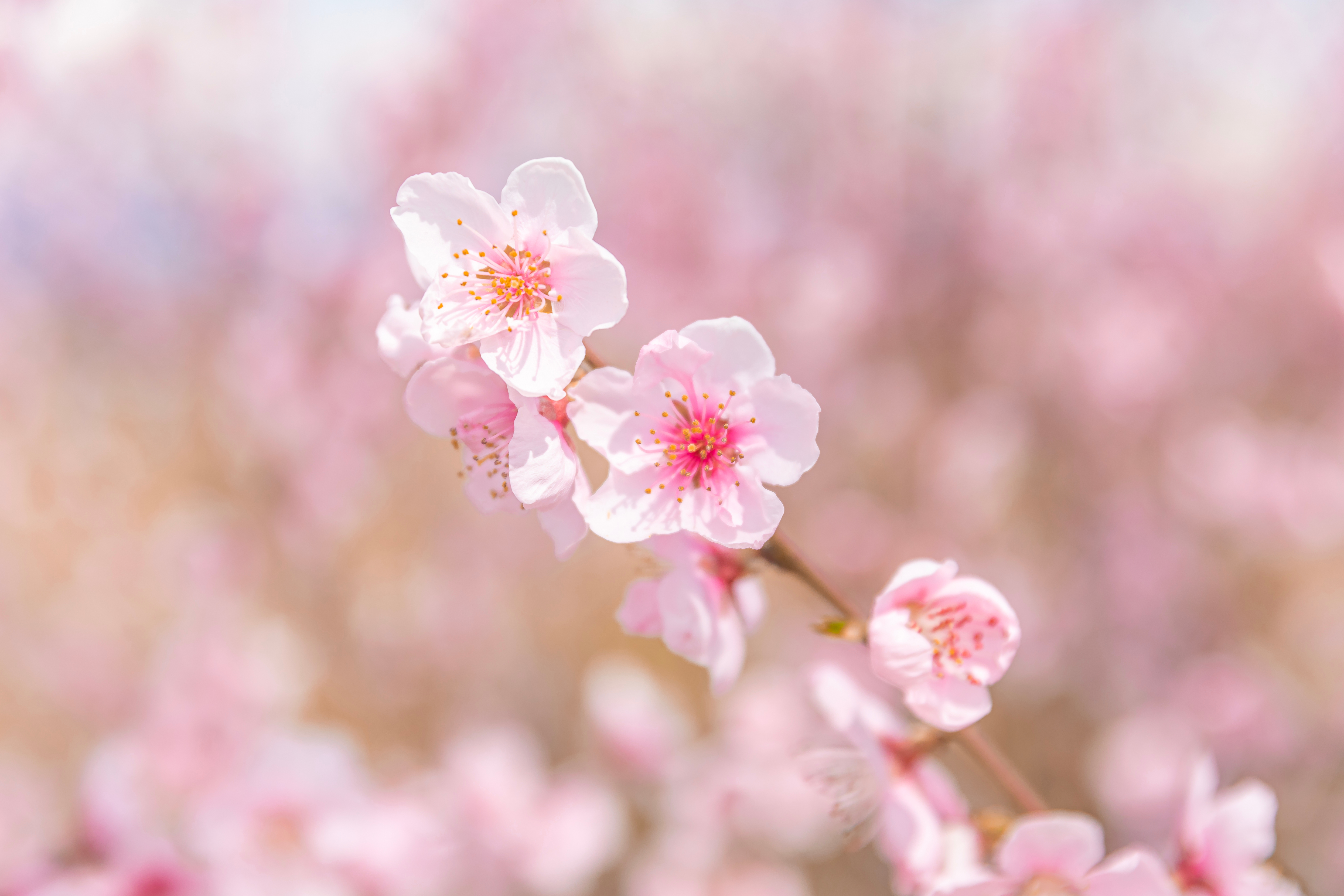 Spring 2026 Housing Market Update | Charlotte, NC + Fort Mill, SC header image.