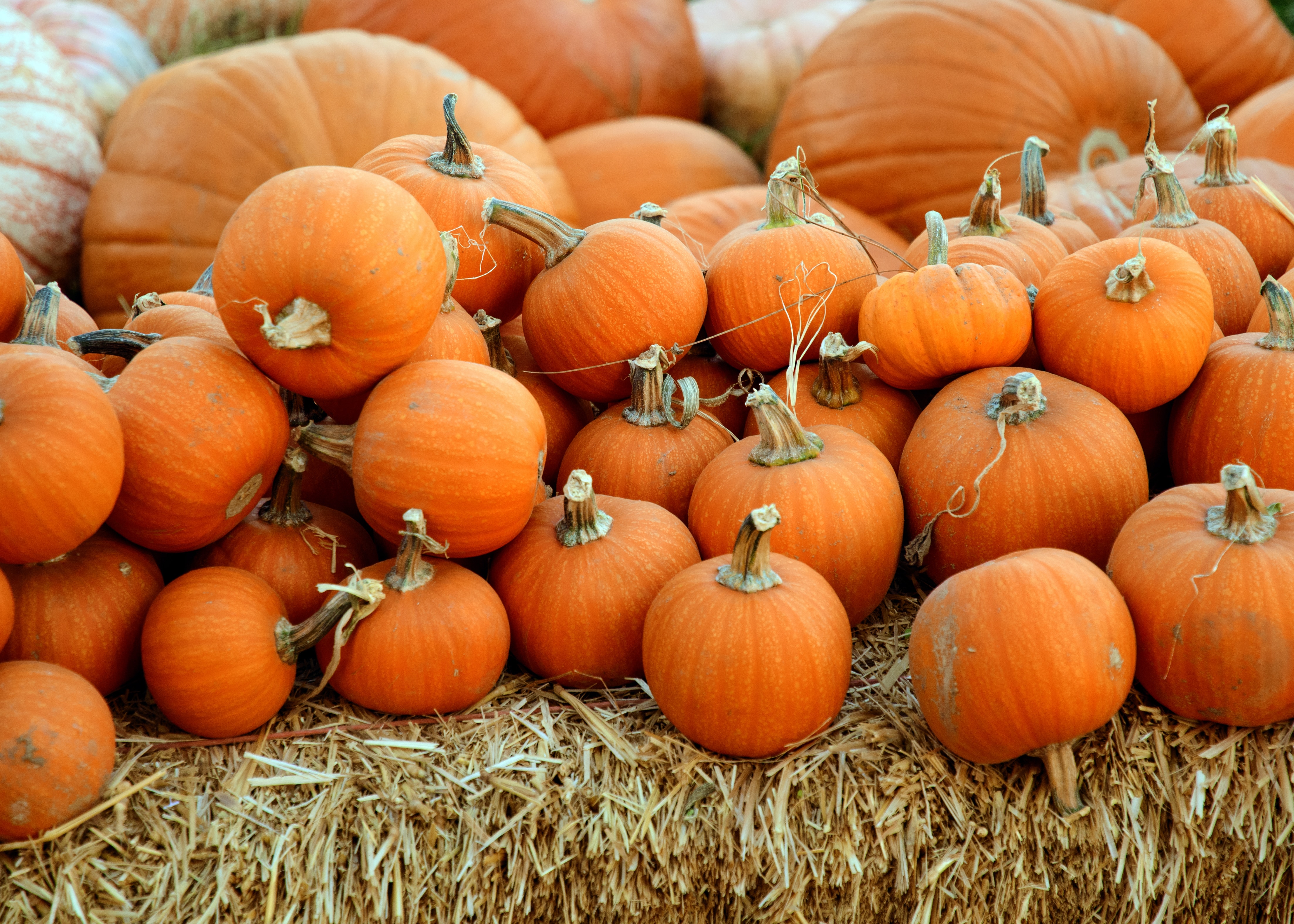 It Starts With a Pumpkin... header image.