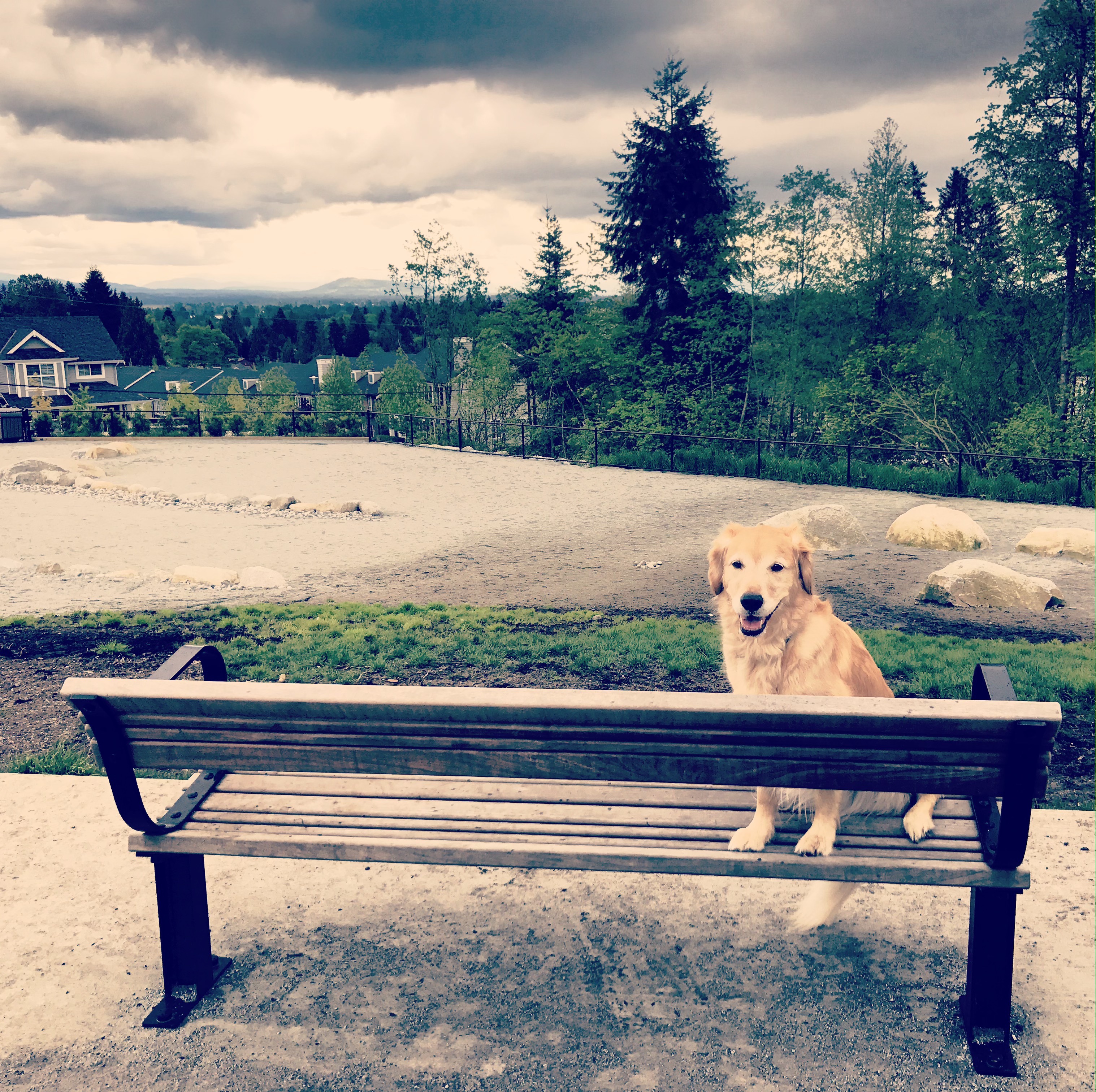 Dog Parks in the Tricities! header image.