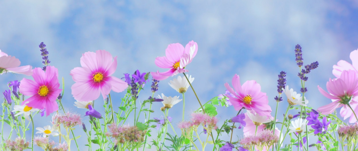 The Burlington, Camden, and Gloucester County Events Guide- Weekend of March 23-25 header image.