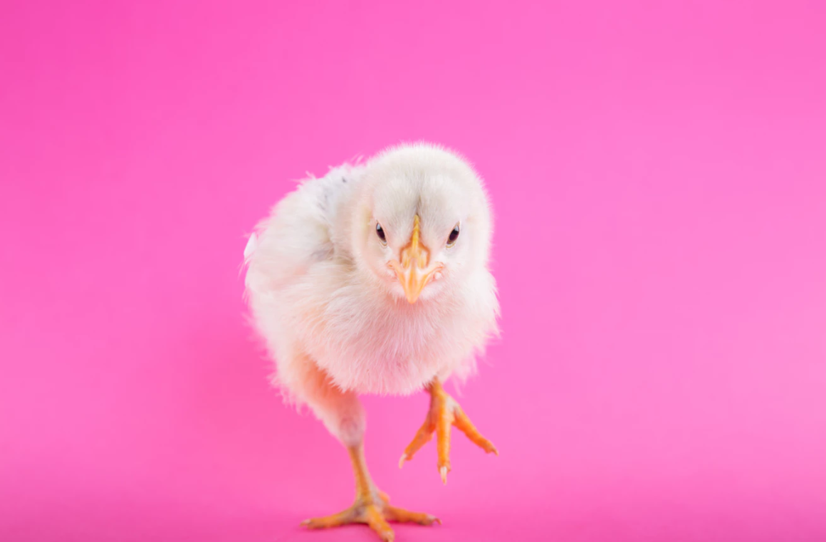 The Burlington, Camden, and Gloucester County Events Guide: Weekend of March 30- April 1 header image.