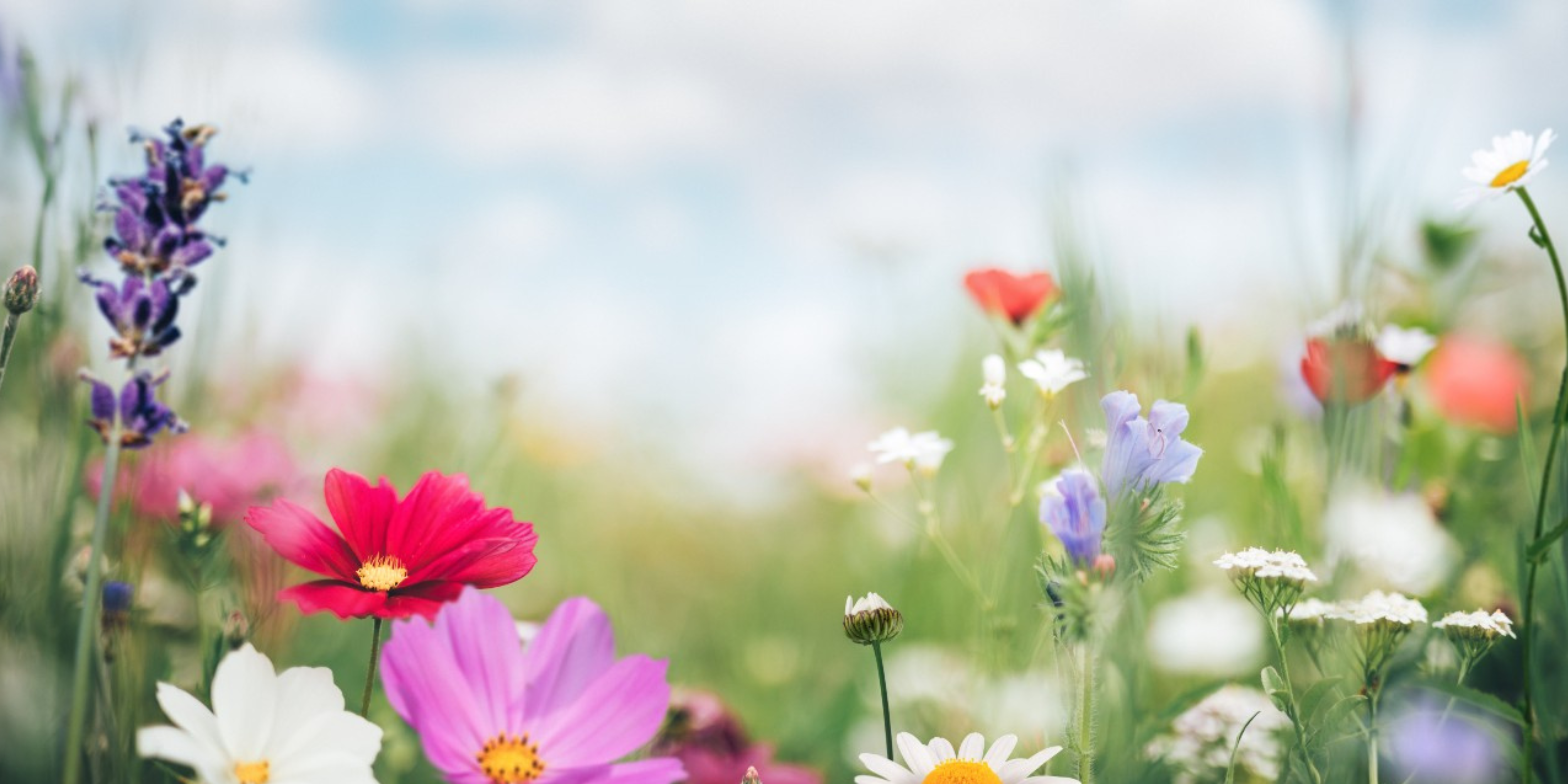 Spring Maintenance Tips for Seacoast NH Homes header image.