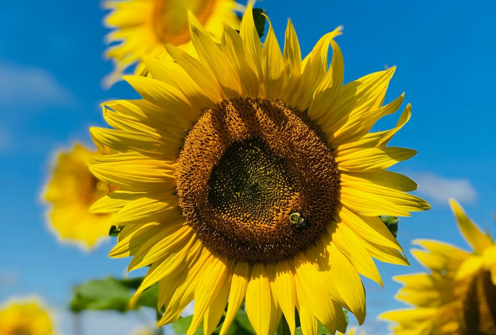 Sunflowers at Scamman Farm header image.