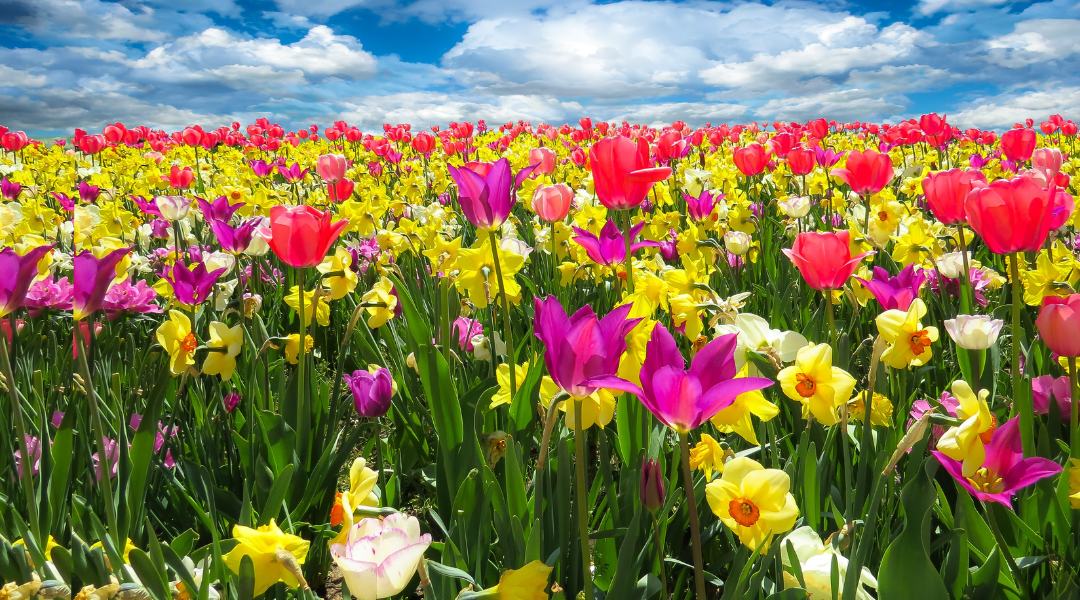 Spring Gardening Tips header image.
