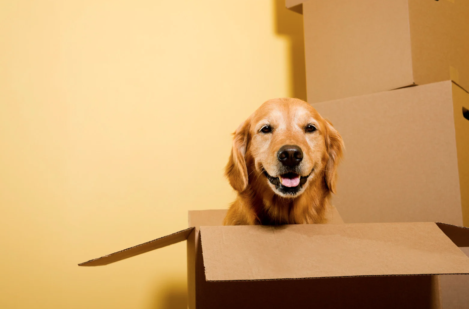 Moving Day with Pets: No Stress, Just Wags! header image.