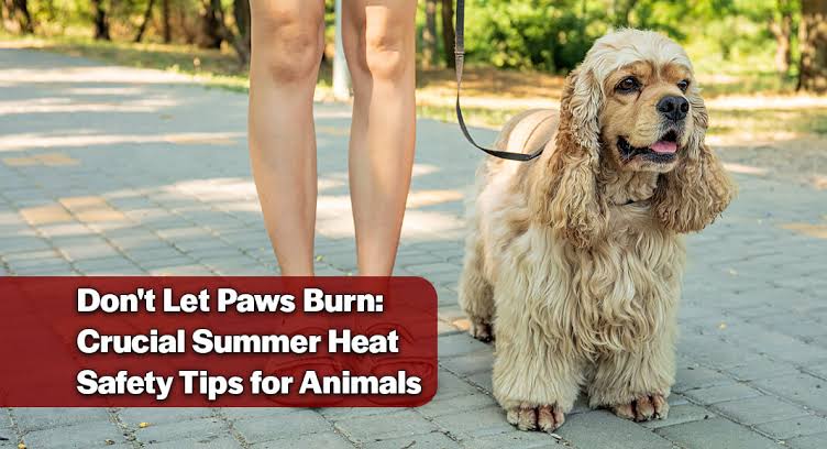 How to Keep Your Pets Safe in the Yard During Extreme Heat header image.