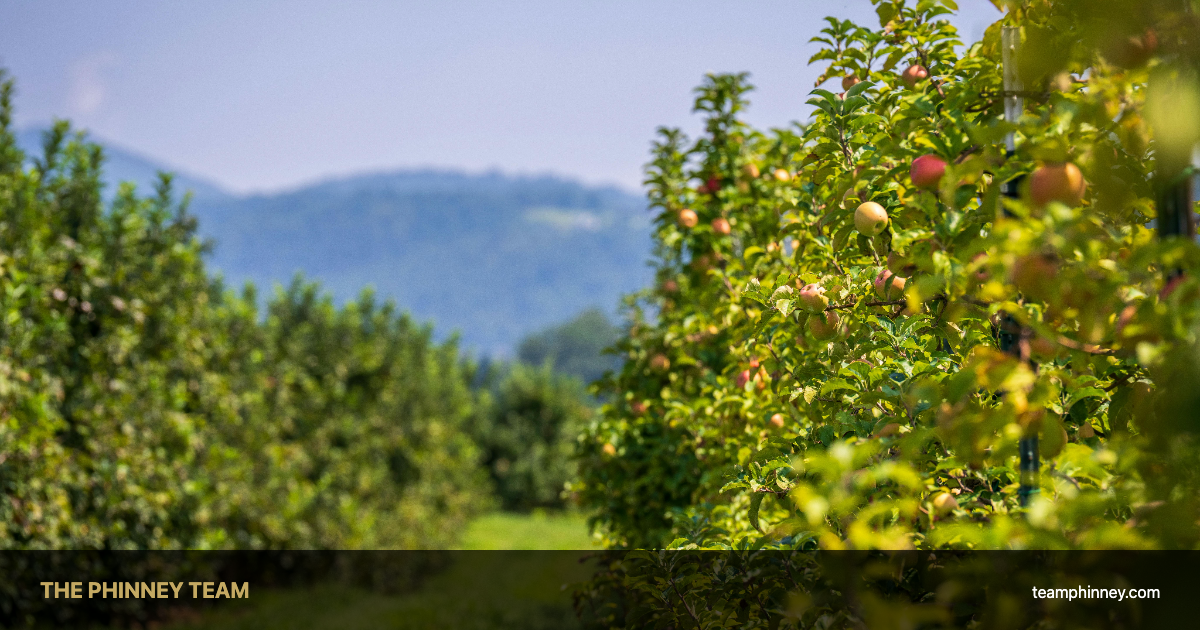 Apple orchard with rolling hills near Londonderry NH — homes for sale Londonderry NH lifestyle guide