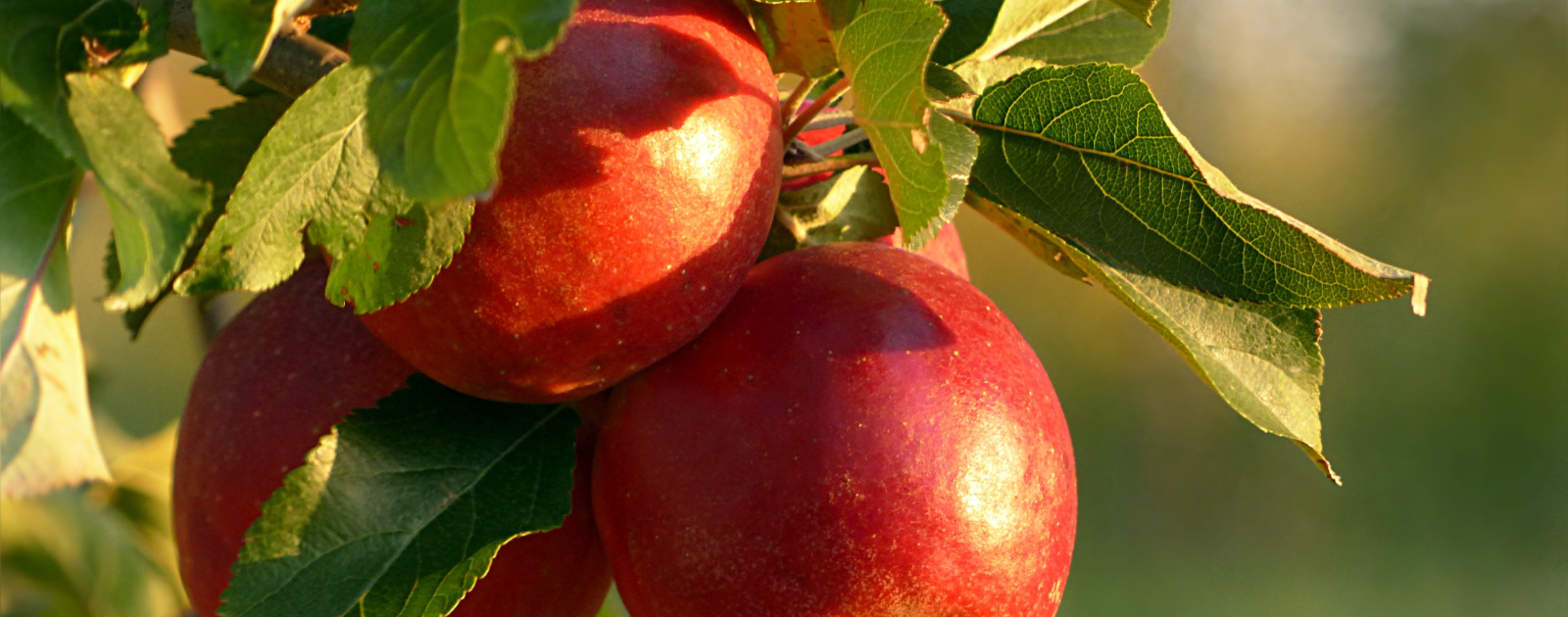 It's Time For Apple Picking! header image.