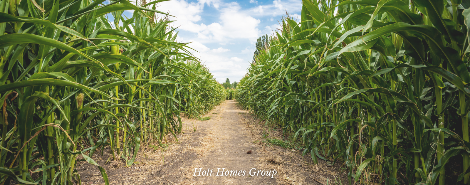 Fall Fun: Corn Mazes & Pumpkin Patches header image.