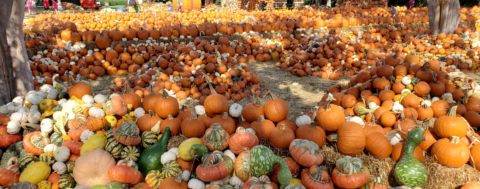 Our Guide to the BEST Fall Festivals! header image.