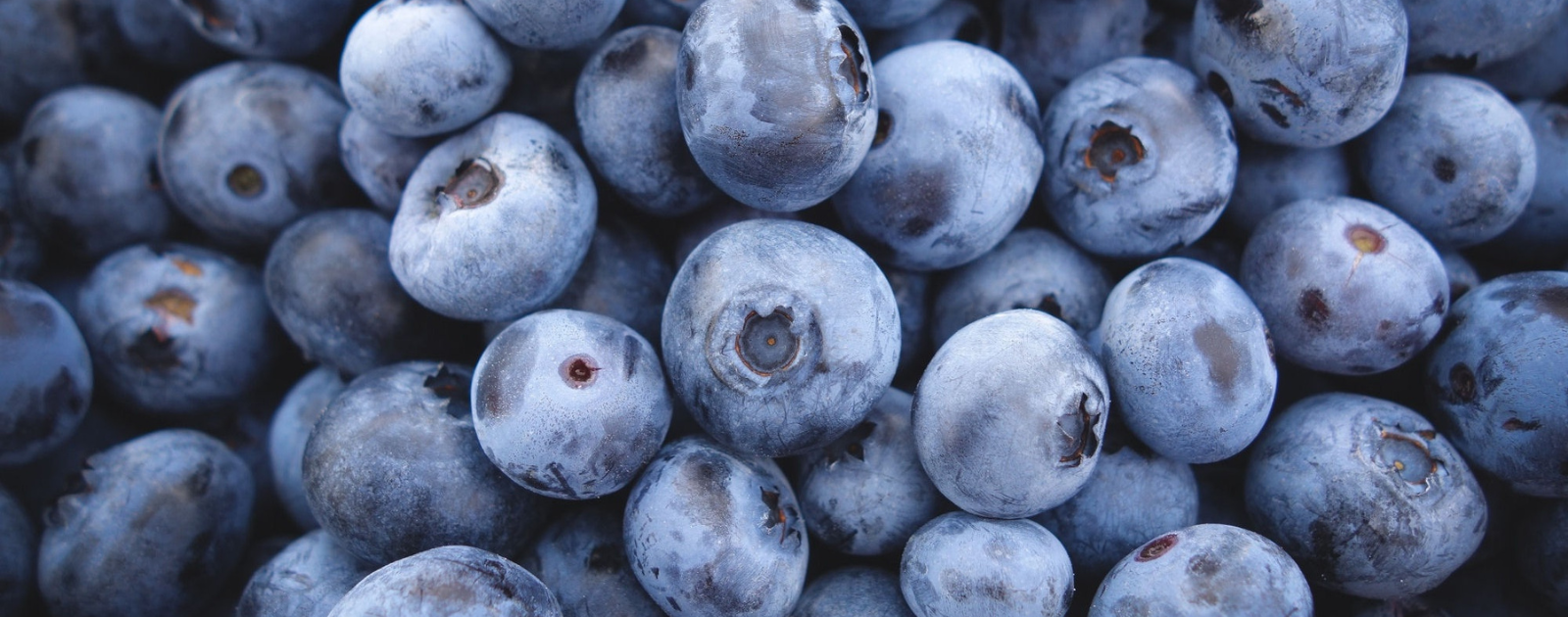 Where To Pick Blueberries This Summer! header image.