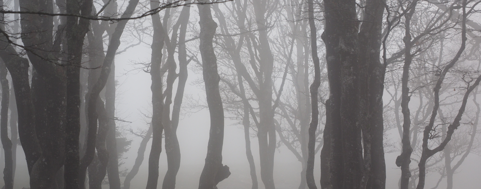 Area's Best Haunted Attractions! header image.