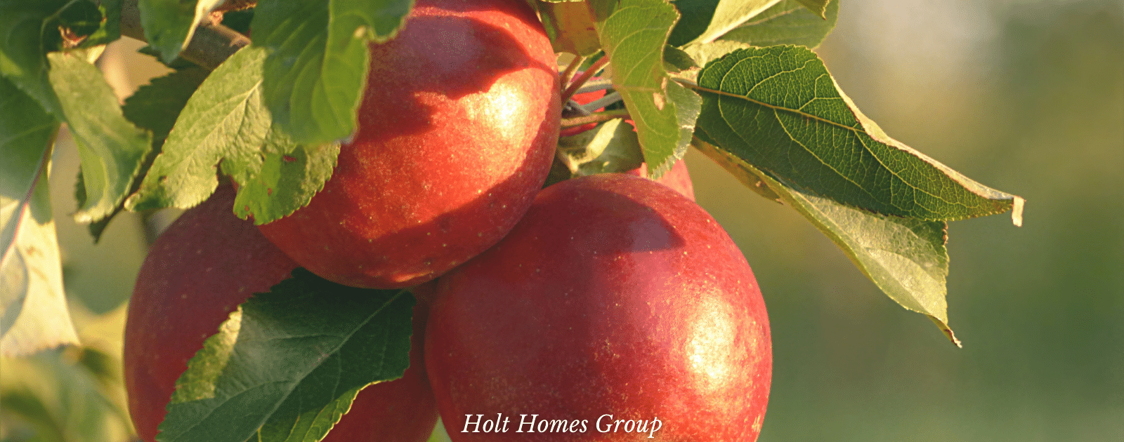 Fall Fun: Apple Picking in the Ozarks header image.