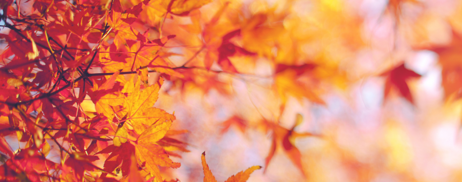 It's FALL Festival Time! header image.