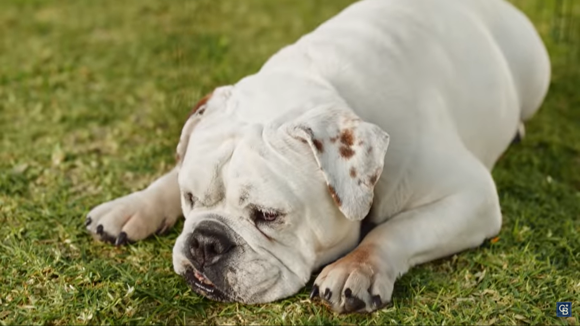 Coldwell Banker Helps 20,000 Shelter Dogs Find Forever Homes header image.