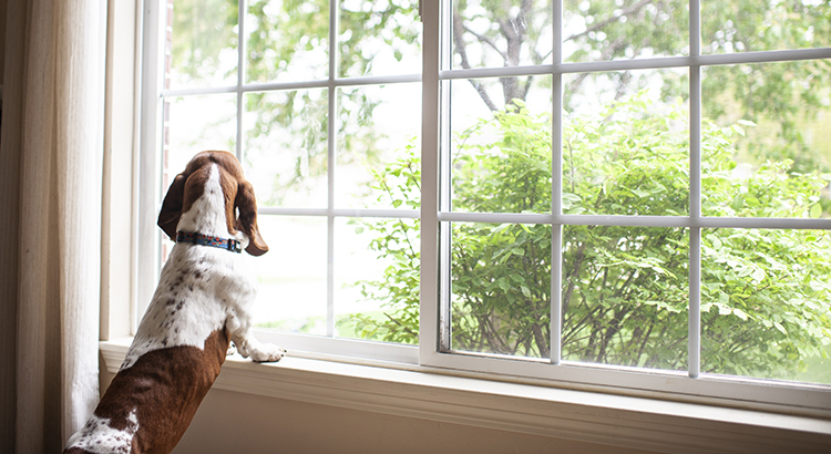 Is It Time To Move on to a New Home? header image.