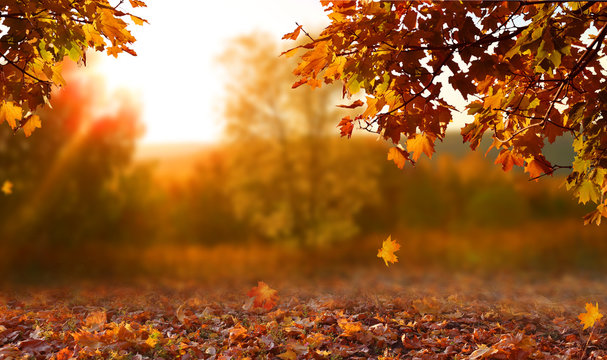 🍂 Fall 2025: What’s Happening in the Navarro County Real Estate Market? header image.