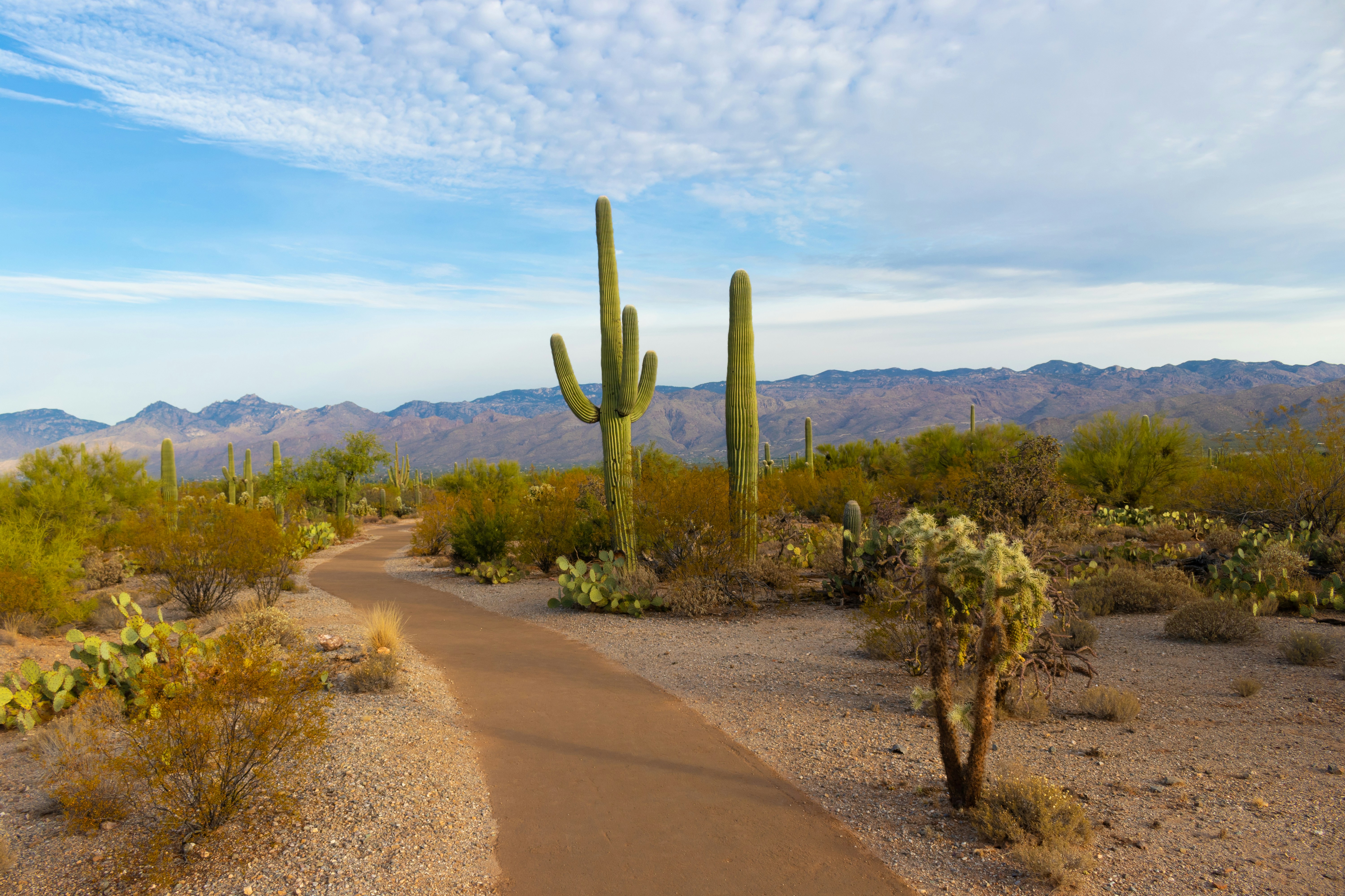 Arizona Living