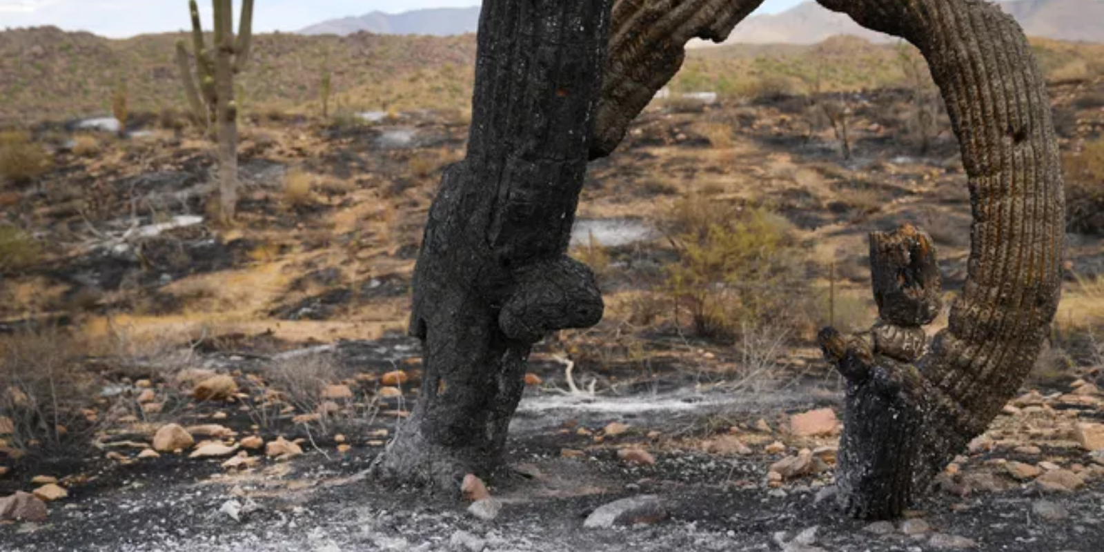 Preparing Arizona houses for wildfires can save them. Here's why and what to do header image.