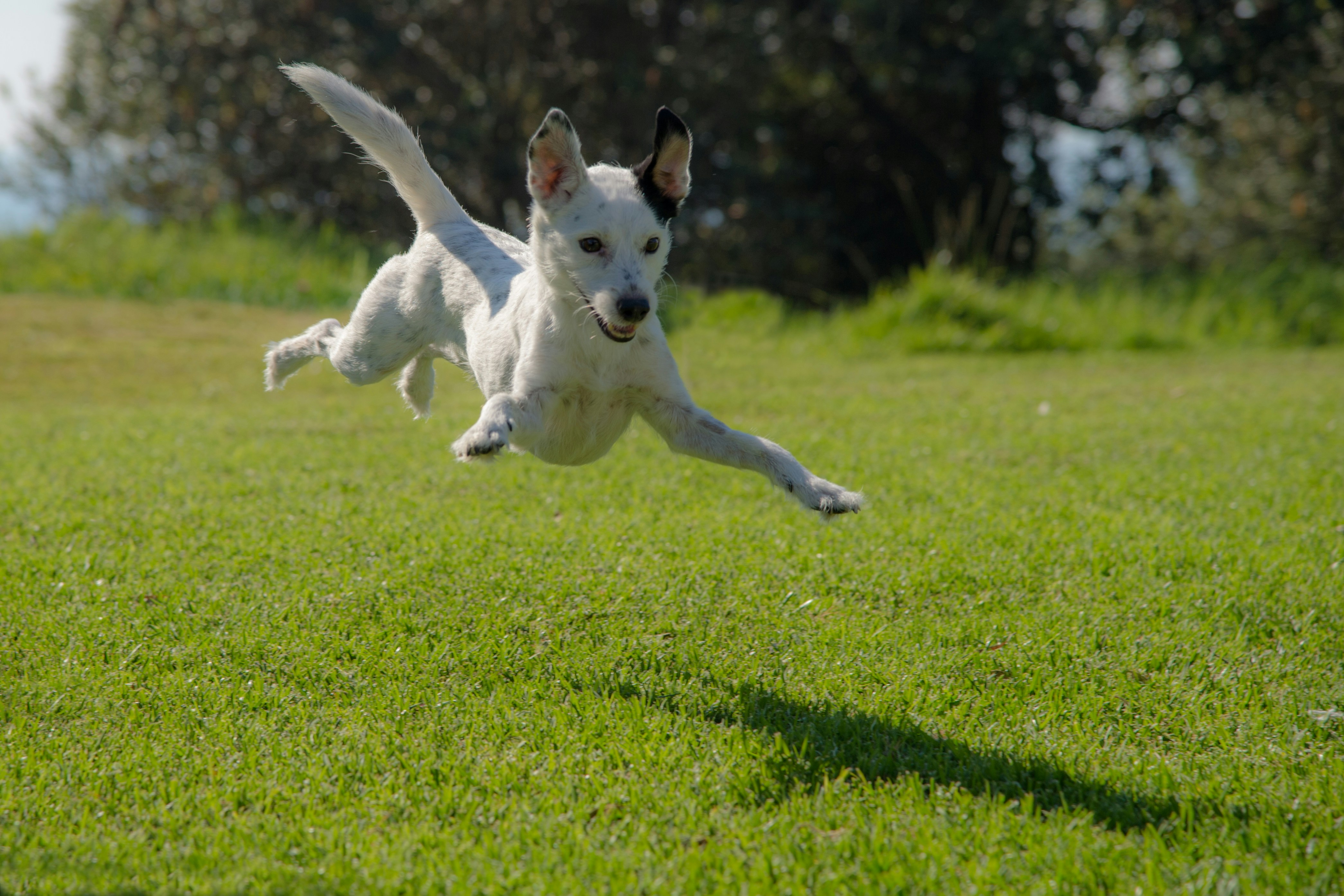 dog park