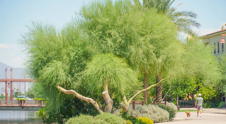 Barking Bliss: Discovering Scottsdale's Top Dog Walking Park header image.