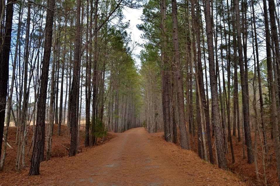Nick’s Top 4 Picks of Socially Distant Activities in the Triangle! header image.