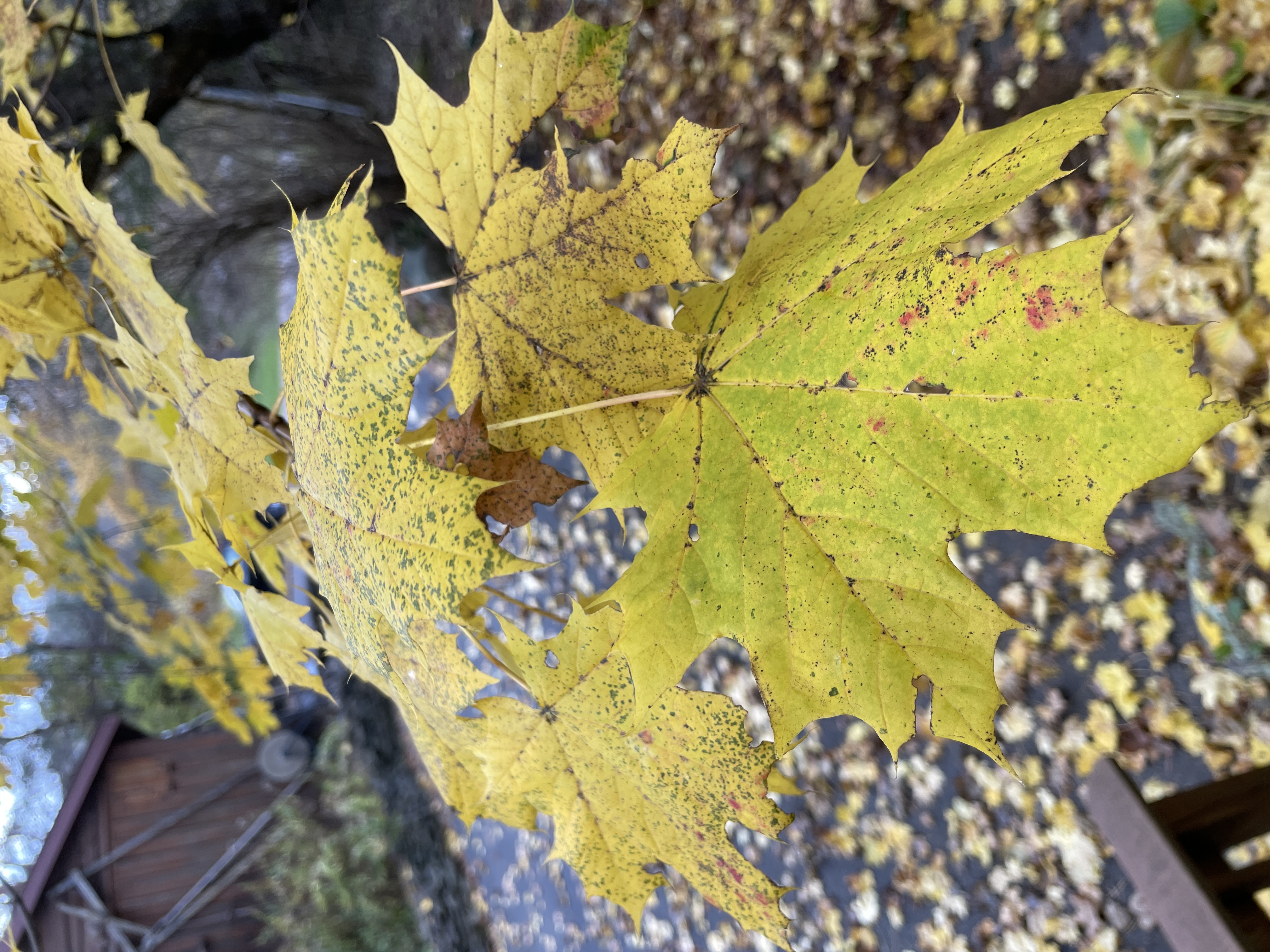 Fall in Love with Your Listing: Autumn Staging Tips for Sellers header image.