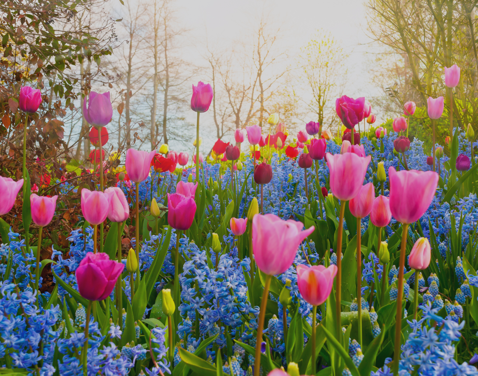 March Madness: Spring into Action with Your Ultimate Homeowner Maintenance Must-Dos! header image.