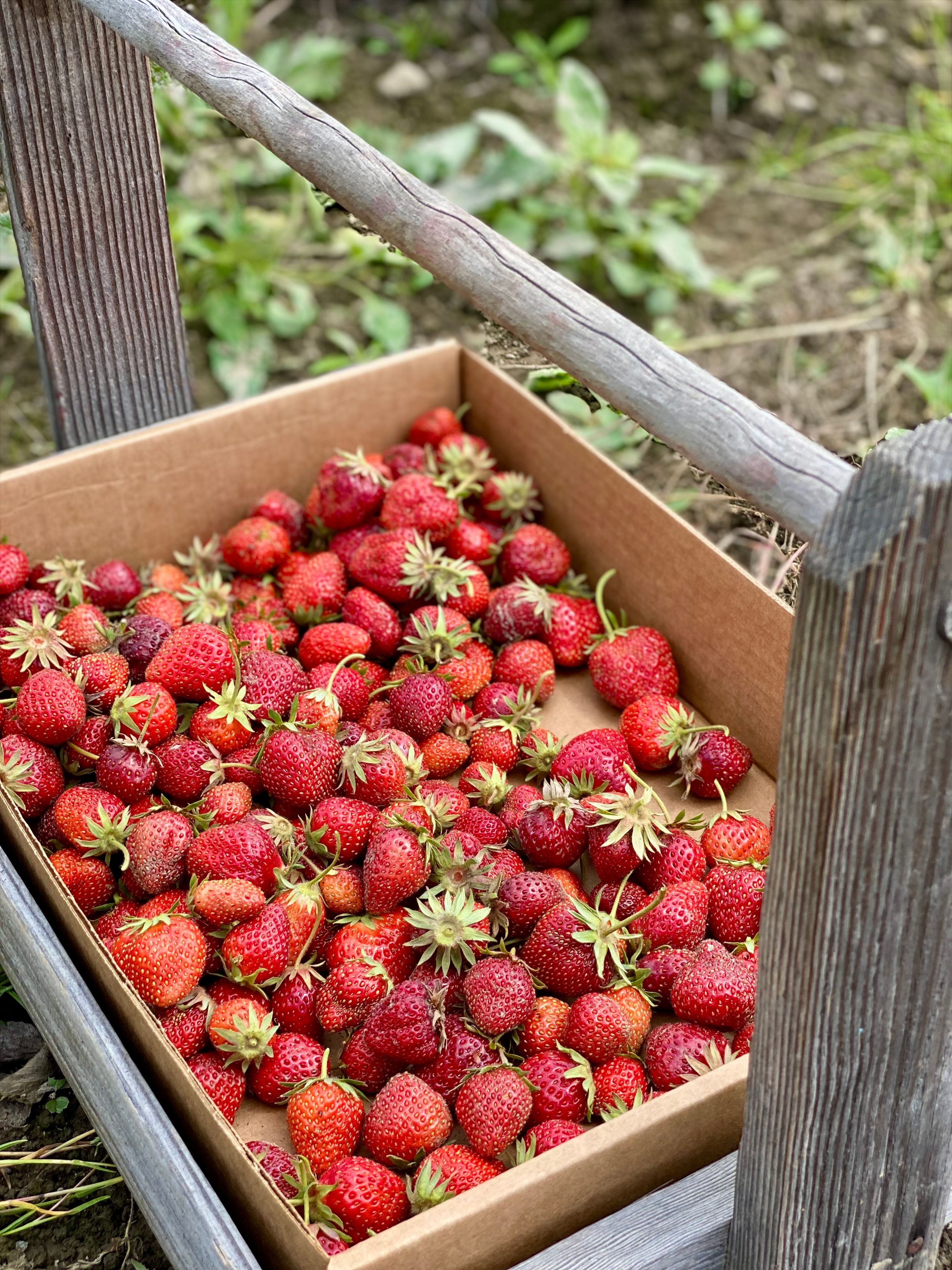 Berry Season Is Here header image.