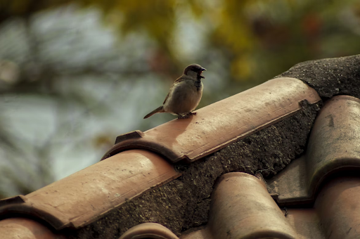 Low-Maintenance Materials Perfect for the SoCal Climate header image.