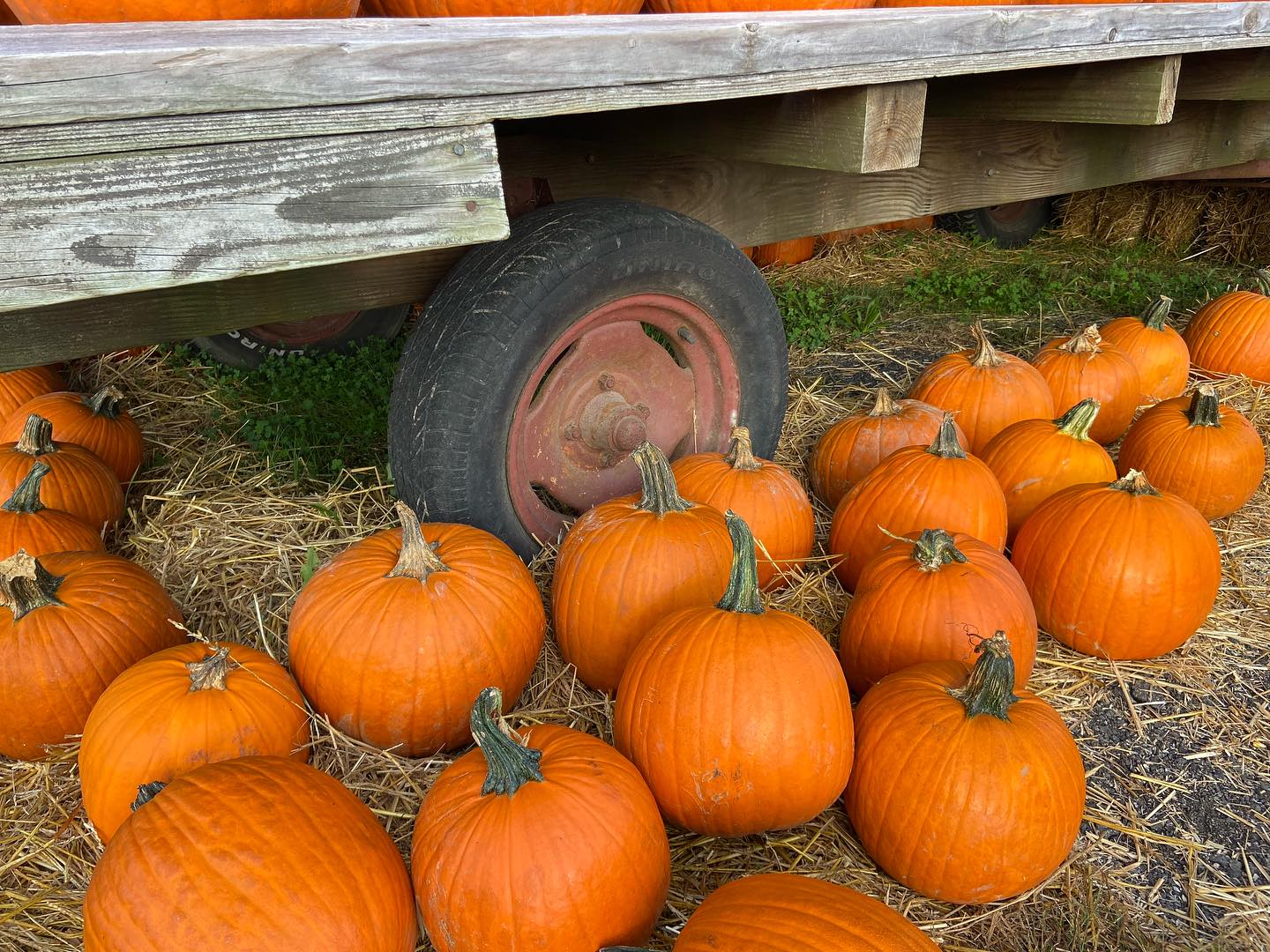 Your Guide to Fall in the Triangle: Pumpkin Patches, Festivals & Favorite Fall Traditions header image.