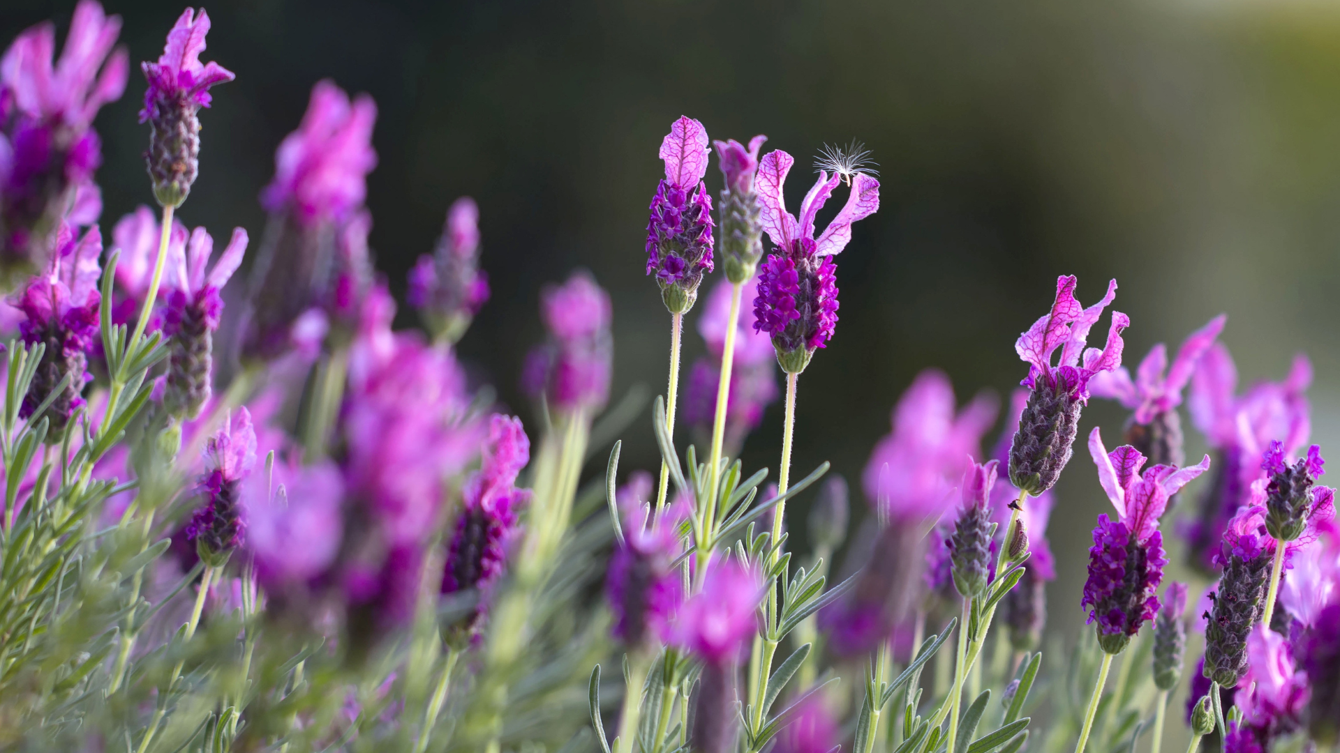 Planting for your Zone header image.